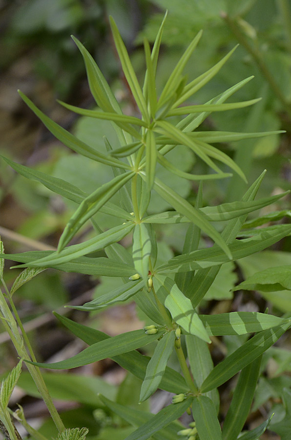 Polygonatum verticillatum (L.) All.